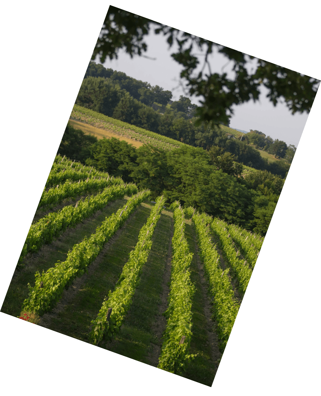 Vinification